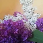 Il Podere Della Piazza Bed & Breakfast