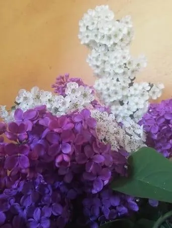 Il Podere Della Piazza Bed & Breakfast