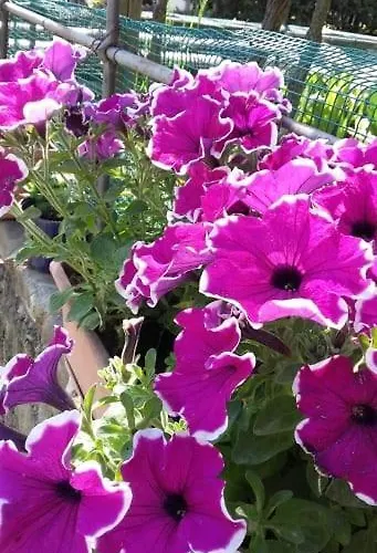 Il Podere Della Piazza Scarperia